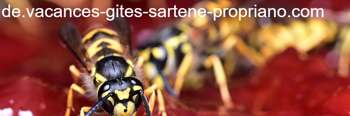 de.vacances-gites-sartene-propriano.com